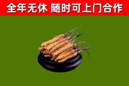 溪湖回收散虫草